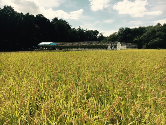 福島のみなさんと日光でお米作り—稲刈り—