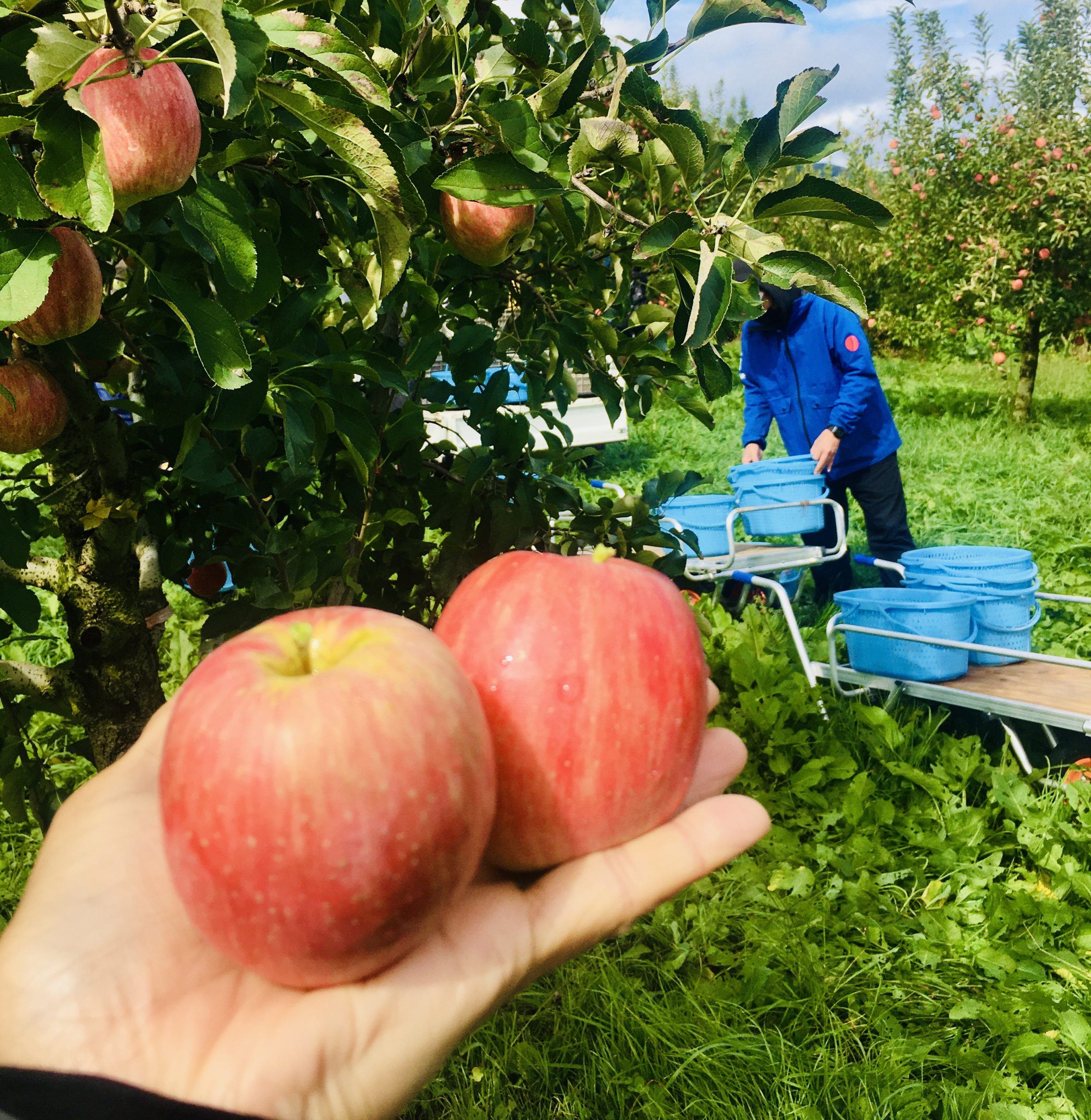 リンゴスタープロジェクト　ぽんど堂さんでりんごの収穫作業を行いました！