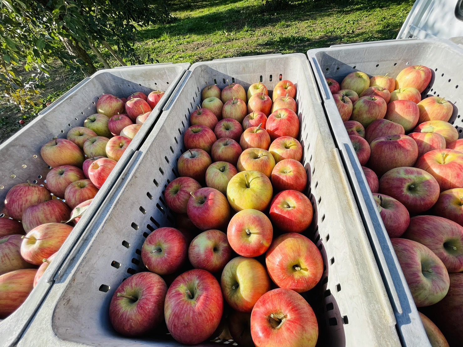 今週末開催のTOKYO TOWER CANDLE DAYS 2023にて、ぽんど童のりんごの販売が決定しました